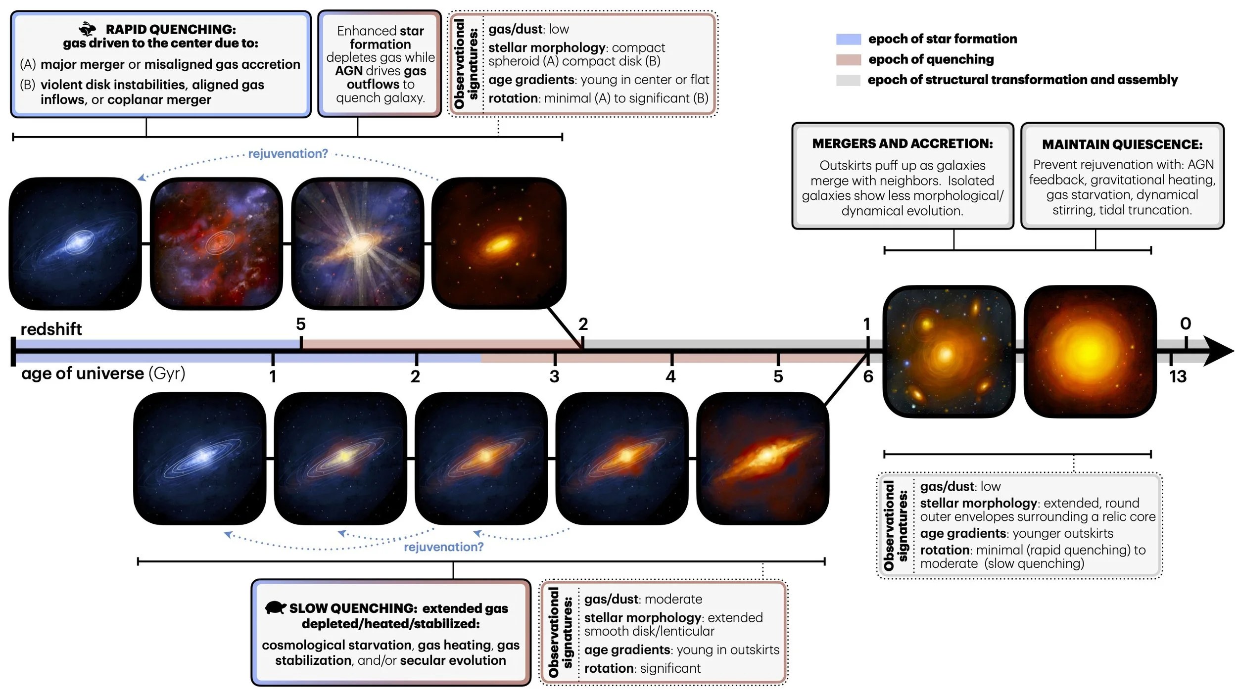 Evolutionary framework figure